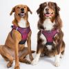 American River Choke Free Dog Harness Ombre Collection