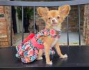 Blooming Blue and Peach Floral Dog Dress