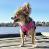 Venture Paw Pull Control Dog Harness